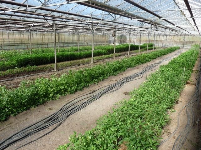 Production horticole Annie AUBRY Mazé-Milon