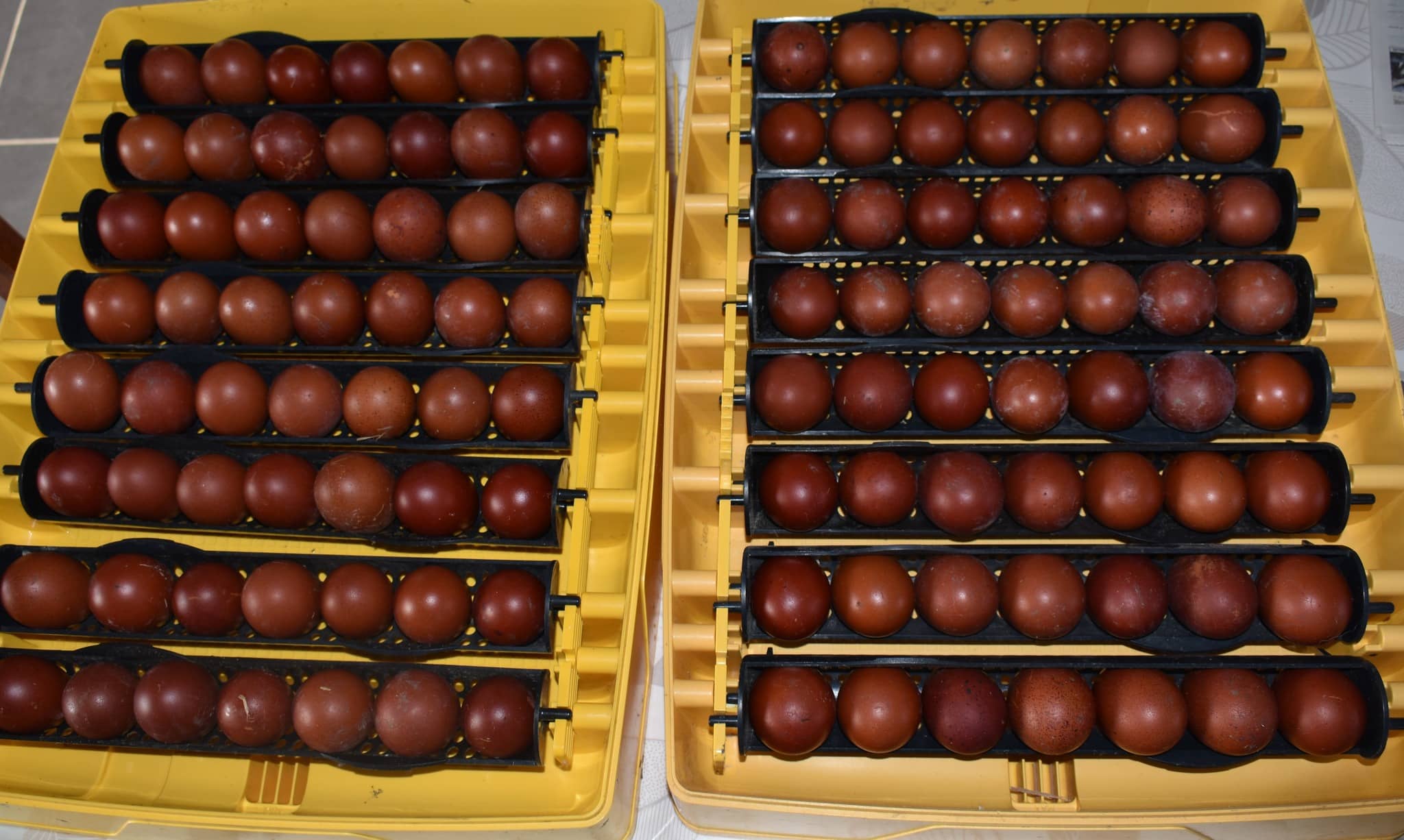 Oeufs de poules de race Marans