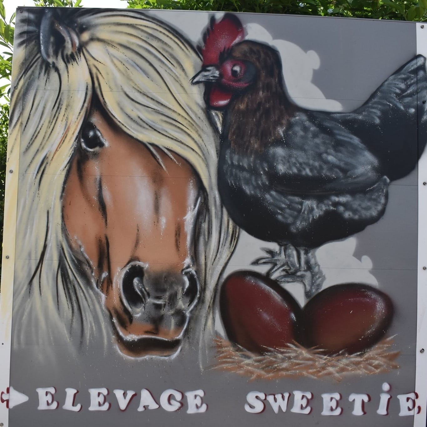 Elevage Sweetie à Mazé-Milon
