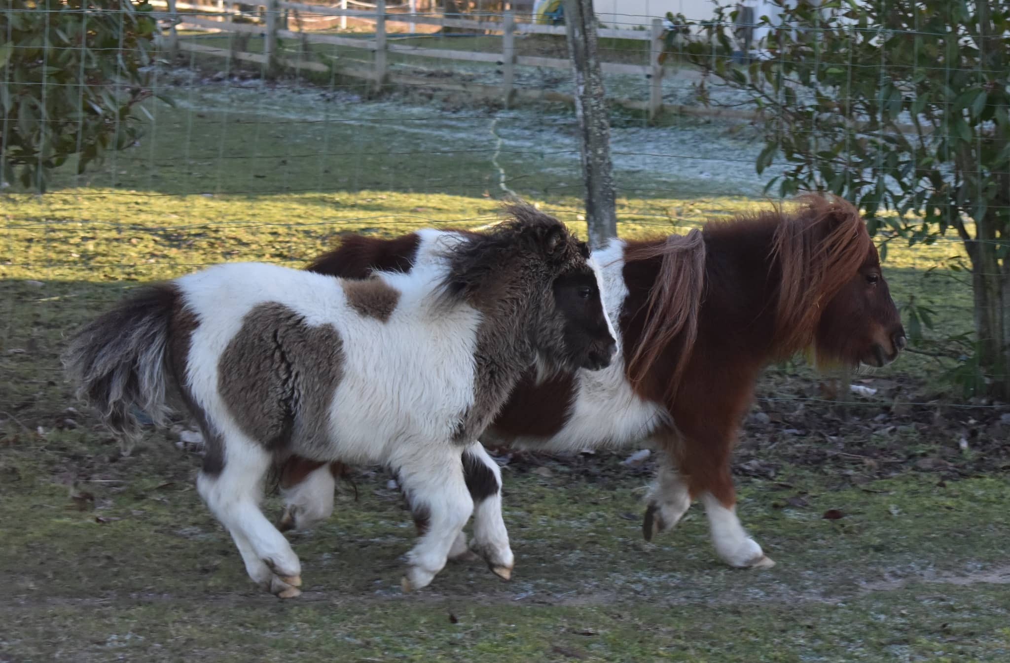 Poneys shetlands elevés à Mazé-Milon par l'Elevage Sweetie