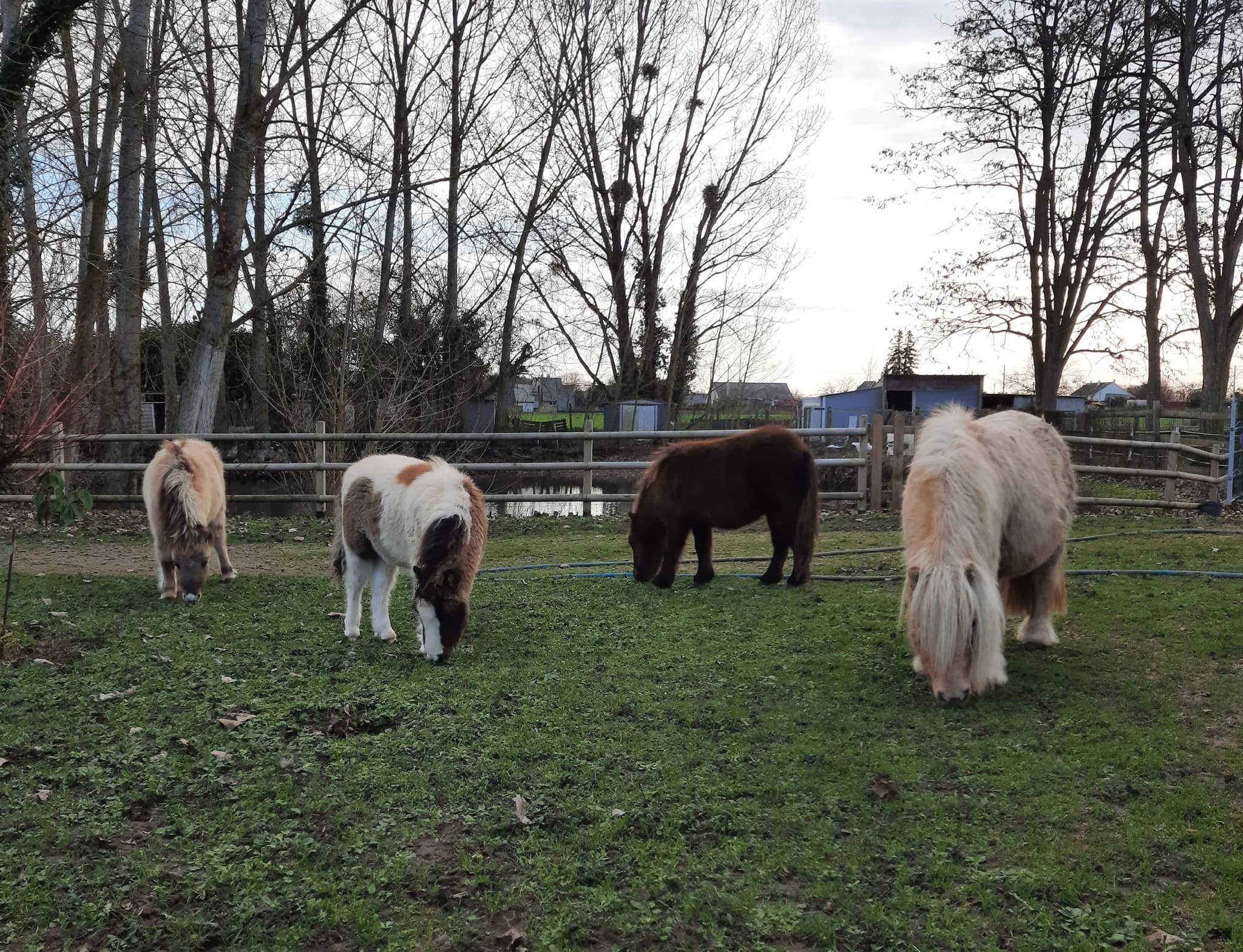 Poneys shetland élevés à Mazé-Milon