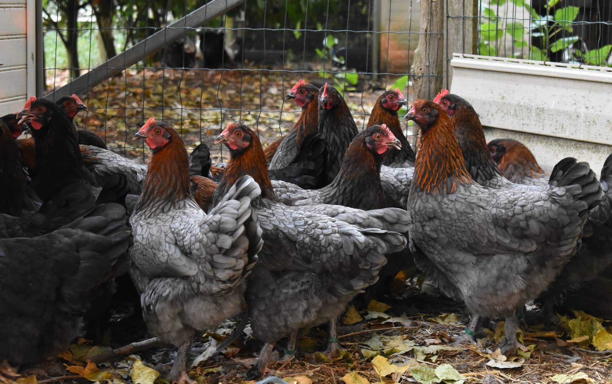 Poules de race Marans élevées à Mazé-Milon