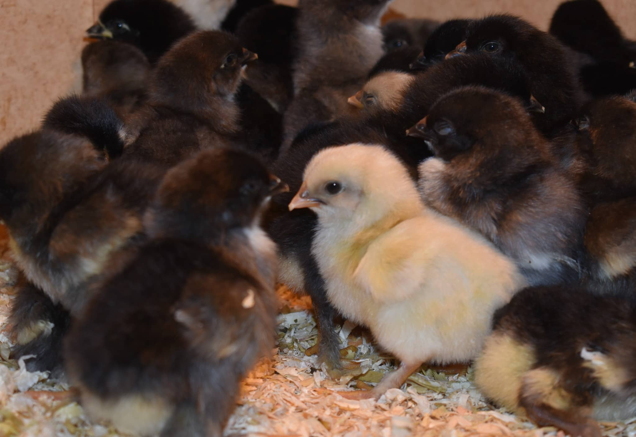 Poussins de race Marans